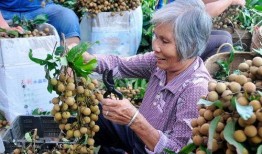 水果大叔爆料是真的吗视频,水果大叔爆料视频真实性揭秘